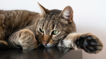 A striped cat with green eyes lies with its outstretched paw.
