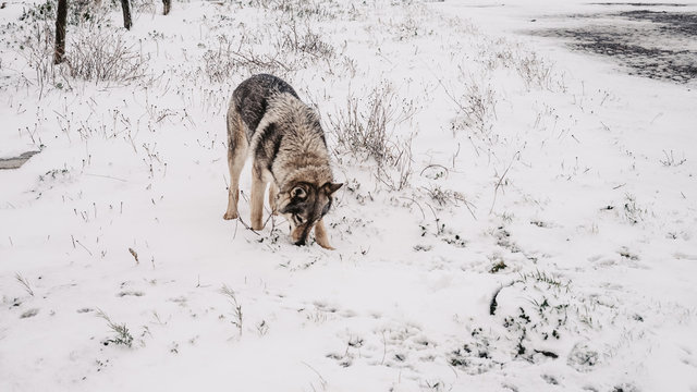 Lobo en olfateando la nieve en la montaña