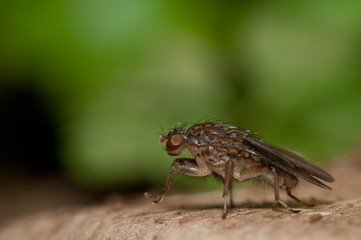 Fly Suillia setitarsis in the Integral Natural Reserve of Mencafete. El Hierro. Canary Islands. Spain.