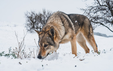 Lobo en olfateando la nieve en la montaña