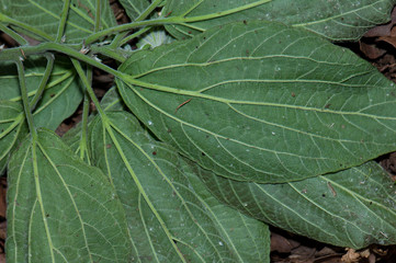 Wild plant leaves on the underside view. Integral Natural Reserve of Mencafete. El Hierro. Canary Islands. Spain.