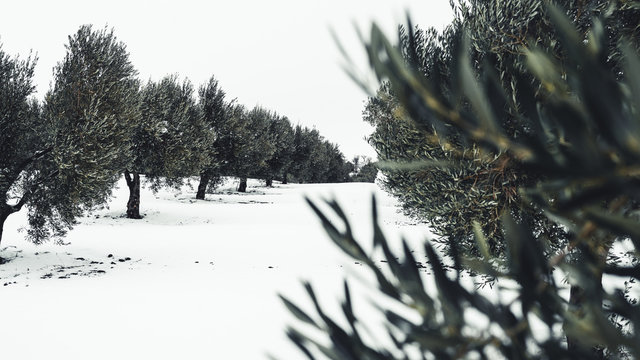 Plantacion de olivos durante el invierno con nieve