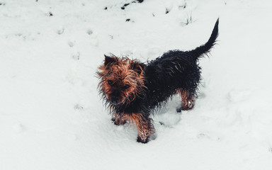 Perro domestico caminando sobre la nieve en la monta&ntilde;a