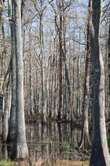 Bayou in Louisiana, USA