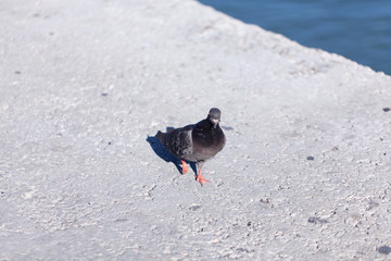Pombo andando em busca de alimento na costa