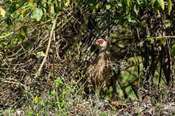 Kalij pheasant or Lophura leucomelanos at dhikala zone of jim corbett national park or tiger reserve, uttarakhand, india