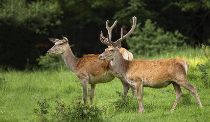 Focused couple of red deer, cervus elaphus, looking aside in summer nature. Alert stag with antlers in velvet and interested hind observing in wilderness with green bushes around.