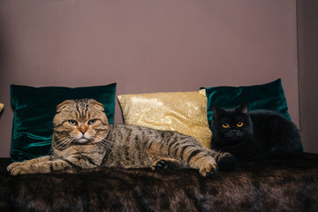 A gray striped lop-eared cat sits next to a black lop-eared cat on a sofa. A married couple of cats sits on the background of pillows.