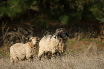 Sheep Ovis aries in a meadow of Valverde. El Hierro. Canary Islands. Spain.