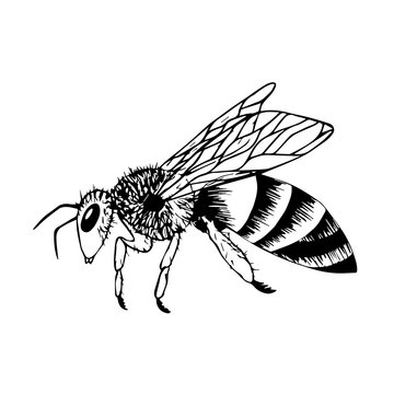 Doodle style bee. Black and white vector illustration. Insect is drawn by hand and isolated on a white background. Sketch of a honey bee. Side view. Outline drawing..