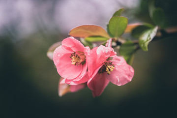 japanese quince pink springtime flowers
