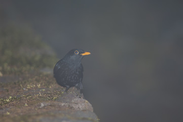 Male blackbird Turdus merula cabrerae on a rock wall. El Hierro. Canary Islands. Spain.
