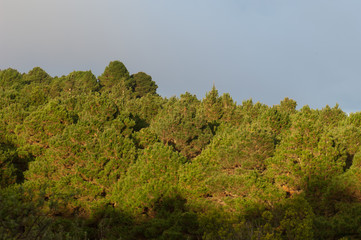 Forest of Aleppo pine Pinus halepensis in Valverde. El Hierro. Canary Islands. Spain.