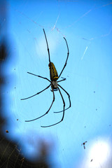 Spinne