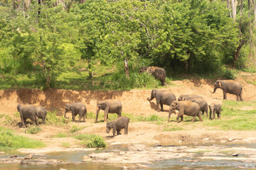 Naklejka premium Pinnawala Elephant Orphanage is an orphanage, nursery and captive breeding ground for wild Asian elephants located at Pinnawala village,Kegalle town in Sabaragamuwa Province of Sri Lanka