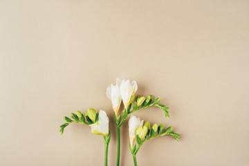 Floral background. Freesia flowers on a beige background. Minimal concept. Flat lay, top view.