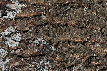 old tree bark with moss