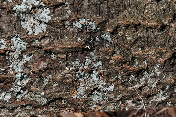 old tree bark with moss