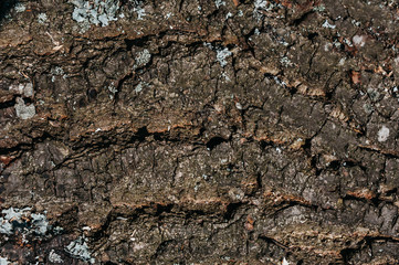 old tree bark with moss