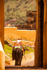 Indian man walks on elephant dressed in yellow, on a path of an Indian temple, is seen from the frame of one of the high doors of the castle, India, Asia