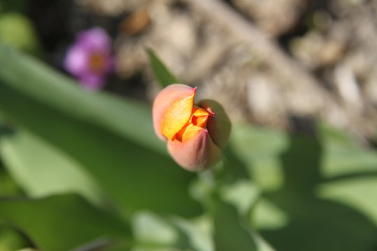 Fresh orange tulip young flower bud