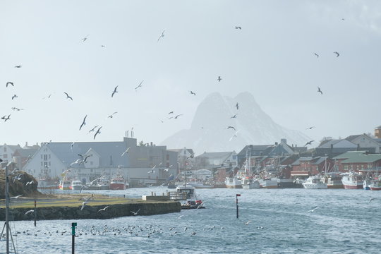 View into harbor of charming fishing town stamsund full of boats. Surrounded by houses in traditional architecture and blurred mountains in the background. Seagulls are flying around. 