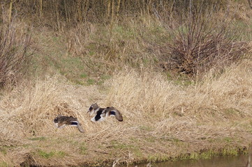 KACZKI © Adela