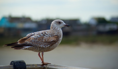 Juvenile herring gull on ground looking