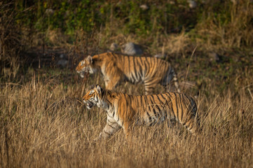 Fototapeta na wymiar mother tiger with her cub in the wild stalking prey at dhikala zone of jim corbett national park, uttarakhand, india