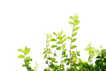 Tropical plant leaves with branches and sunlight on white isolated background for green foliage backdrop 