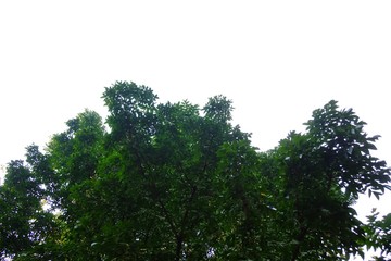 Tall tropical tree with leaves branches on white isolated background for green foliage backdrop 