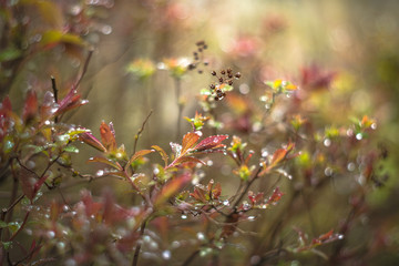 plant after the rain vintage rendering with helios lens

