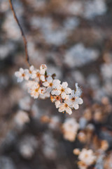 Beautiful spring white cherry blossoms blooms flowers