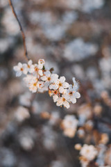 Beautiful spring white cherry blossoms blooms flowers