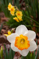 White orange ruffle cup daffodil