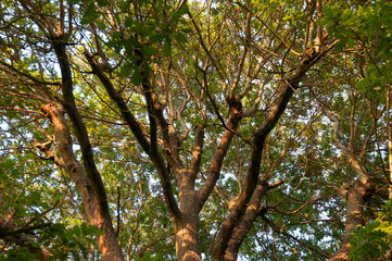 branches et feuillage d'un chêne.