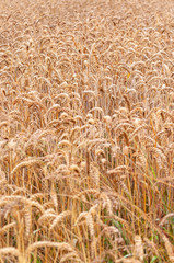 France. Champs de blé jaune et mûr.