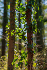 Ivy twines around a small tree trunk in sunlight, blurred background, shallow depth of field