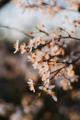 Beautiful spring white cherry blossoms blooms flowers