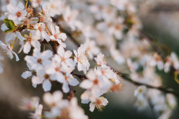 cherry blossom in spring