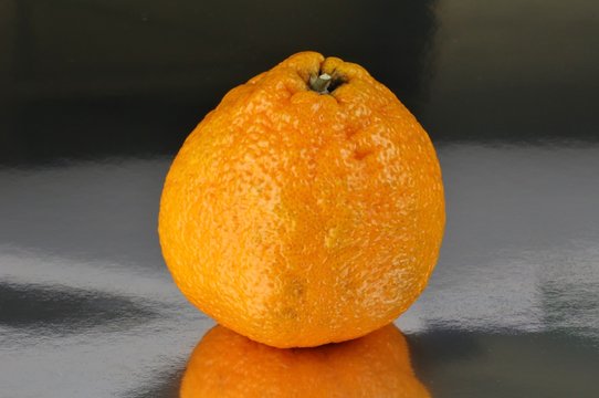 Dekopon sumo mandarin orange (Citrus-reticulata)