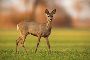 Cute roe deer, capreolus capreolus, doe walking on green field in spring nature at sunset. Alert female animal in agricultural country looking curiously with blurred background.