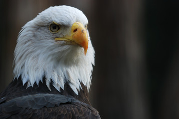 portrait of the bald eagle