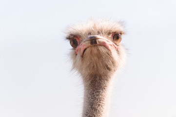 One Beautiful ostrich against the sky, on a white background.Portrait of an ostrich head. Photo.Images