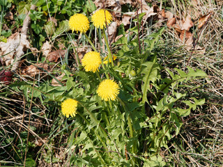 (Taraxacum officinale) Plant de pissenlit officinal avec ses fleurs jaunes sur tiges aux feuilles lobées et dentées à plat sur le sol  © Marc