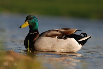 duck on the lake