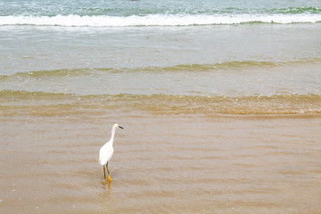 Garça branca pescando no mar