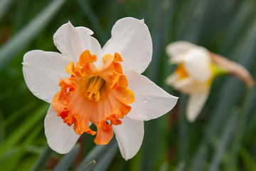 white daffodil duo