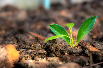 Gardening tools on fertile soil texture background seen from above,  Gardening or planting concept. Working in the spring garden.