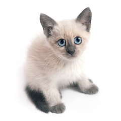 Thai kitten with blue eyes sits and looks up, white background.